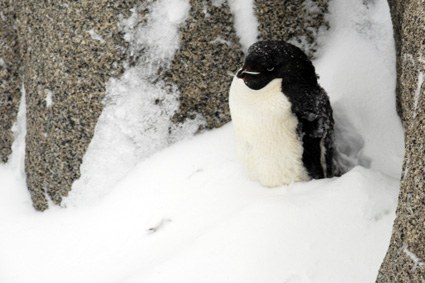 Ein einsamer Adélie-Pinguin hält auf der Granitinsel Wache, den uns die Kamera per Zoom nahe bringt.