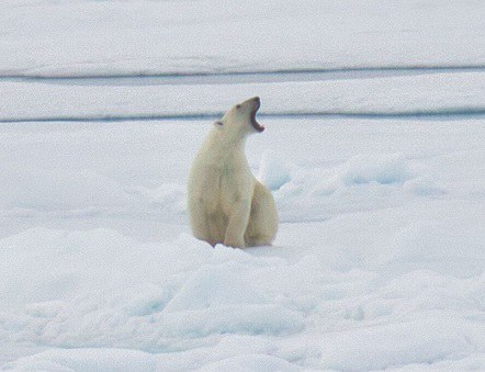 Eisbär