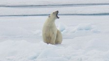 Eisbär