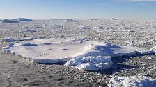 40_Icefloe-with-penguins