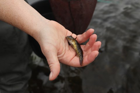 hand holding a goby