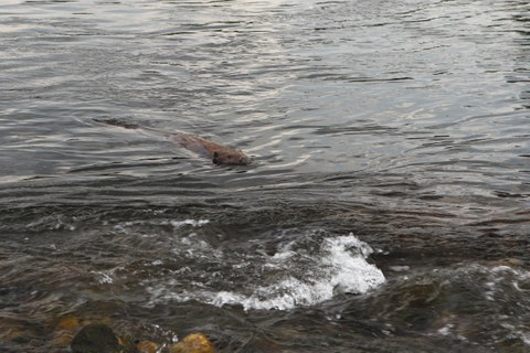 Beaver swims in River Elbe