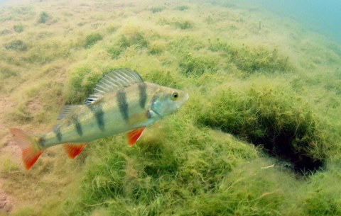 European perch