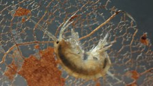 Gammarus fossarum