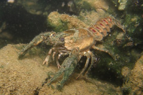 Foto Kamberkrebs