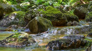 Stream