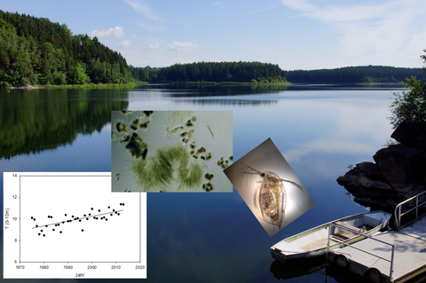 Collage: view of a standing body of water; diagram of a regression line; microscopic image of green cells; image of a water flea