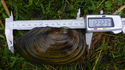 Muscheln
