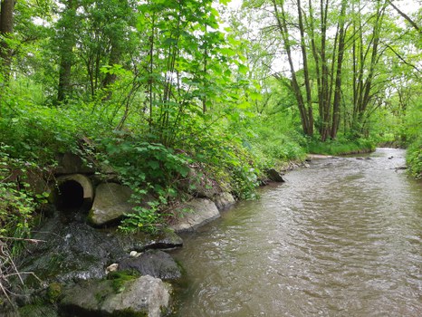 Bachlauf mit veralgtem Kläranlagenzufluss