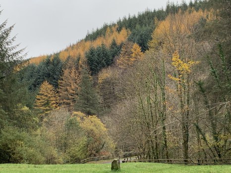 Herbstlandschaft, Wald in grün und gelb