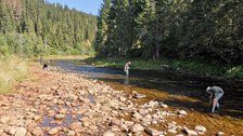 Projektpartner nehmen Proben in einem Fluss umgeben von Wald in Rumänien