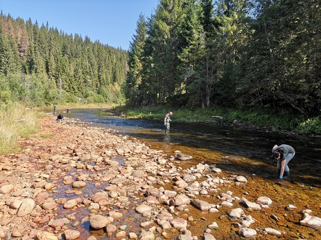 Projektpartner nehmen Proben in einem Fluss umgeben von Wald in Rumänien