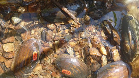 nachgezüchtete und markierte Flussperlmuscheln