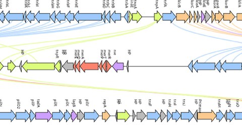 Linear maps of blaVIM-11 harboring plasmids