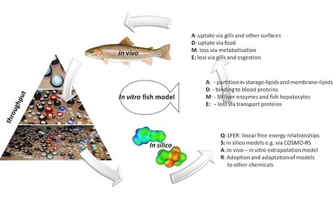 Bioaccumulation