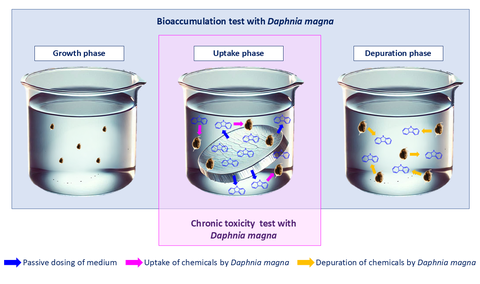 Verwendung von Daphnia magna bei der Bewertung der Bioakkumulation und chronischen Toxizität