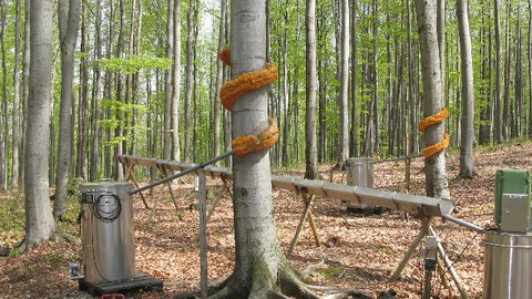 Messung Stammabfluss und Bestandesniederschlag
