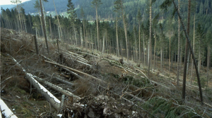 Windwurf an einem Waldhang