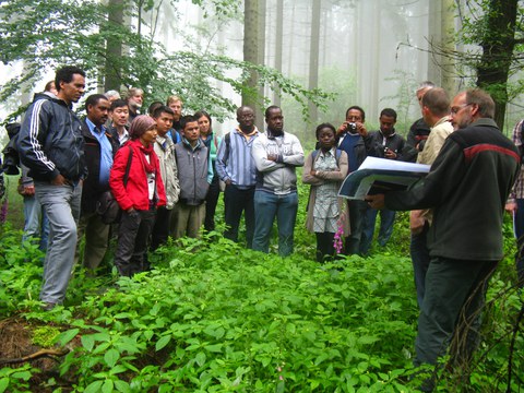 Tropical forestry
