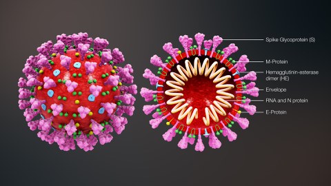 Coronavirus structure