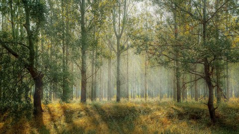 ONEforest: Wald