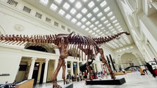 Man sieht ein Dinosaurier-Skelett in einem Museum in Chicago.