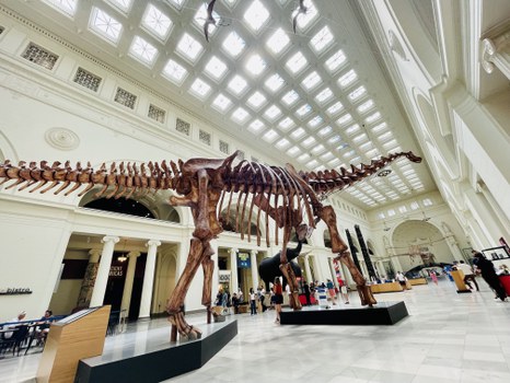 Man sieht ein Dinosaurier-Skelett in einem Museum in Chicago.