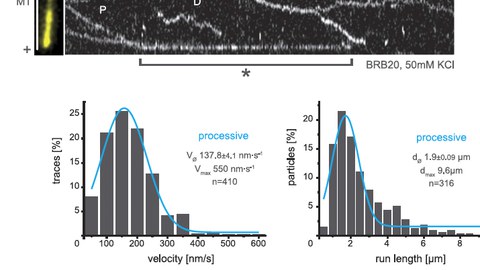 KIF15 Translocation