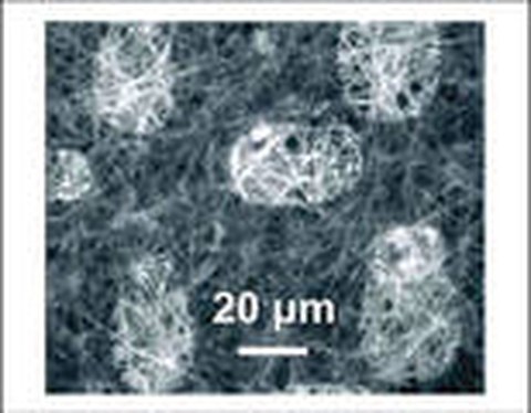 Microtubule Surface Mapping