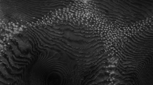 Confocal microscopy pic of Bouligand structures in cornea of horseshoe crab limulus Polyphemus