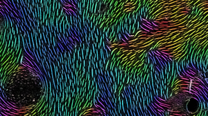 Cuticle surface of spider body part_false coloured