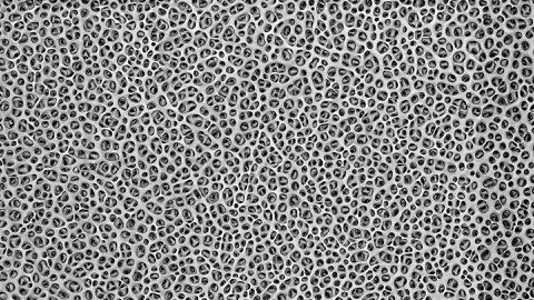 High resolution microscopy photo of inner skeletal surface of a Sea urchin