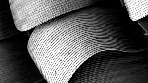 Butterfly scale detail bw