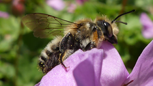 Leaf cutter bee with pollen