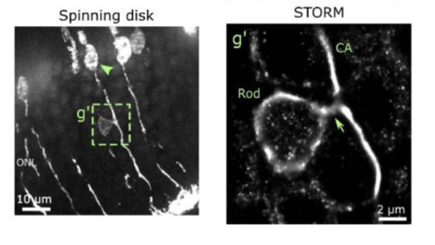Evidence for endogenous exchange