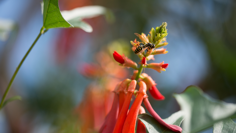 Bee on flower