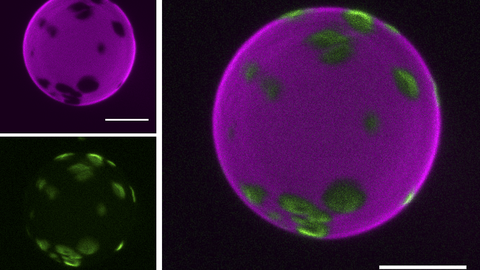 A collage of three square pictures. On the upper left a purple sphere with several black holes of different size distributed unevenly. Rougly twice the size of the scale bar featured on the picture. On the lower left, smaller green patches that correspond to the black holes visible above. Roughly half or one third of the size of the scale bar. The big picture on the right shows the purple and green images together. The green patches fit in the black holes within the purple sphere and complete it.