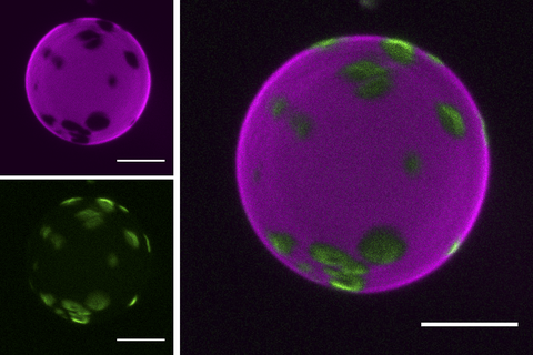 A collage of three square pictures. On the upper left a purple sphere with several black holes of different size distributed unevenly. Rougly twice the size of the scale bar featured on the picture. On the lower left, smaller green patches that correspond to the black holes visible above. Roughly half or one third of the size of the scale bar. The big picture on the right shows the purple and green images together. The green patches fit in the black holes within the purple sphere and complete it.