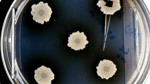 Five white flower-like bacterial colonies on a laboratory plate against a black background