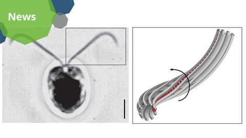 The image is divided into two sections. On the left, there is a black-and-white microscopic photograph showing a round, dark central shape with two thin, elongated structures extending outward. A small inset in the top right corner provides a magnified view of one of these structures, revealing its curved shape. A black scale bar is present in the bottom right corner of the photograph.  On the right side of the image, there is a detailed illustration of a bundle of long, tube-like structures arranged in a cylindrical shape. Some of these tubes are highlighted in red. The bundle is bent, and a curved arrow is drawn around it, indicating a twisting or rotating movement. The tubes appear to be arranged in a repeating pattern.  At the top left corner of the image, there is a green and blue banner with the word "News" written in white text. The banner has a geometric, octagonal design.