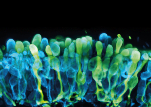 A microscopy image. The background is black. Centered in the image is a section of 30 oval shapes with thick, transparent lines at their bottom. The ovals are elongated and packed closely together, forming vertical structures. The ovals are colored in shades of bright green, cyan, and blue. 