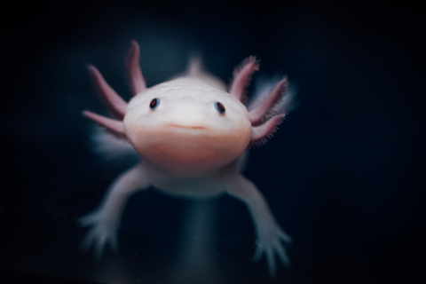 A photo. The background is dark blue and out of focus. In the center of the image is a pale pink axolotl facing forward. It has feathery gills extending from both sides of its head, four visible limbs, and small dark eyes. The axolotl appears to be underwater and is slightly illuminated from the front.