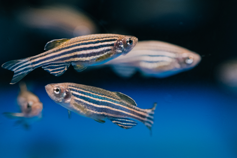 A photo. The background is a gradient of dark to bright blue. In the center and left side of the image are five small fish, known as zebrafish. They have horizontal blue and silver stripes across their bodies. Two zebrafish are in sharp focus in the foreground, facing left and right. The other three fish are slightly blurred in the background.