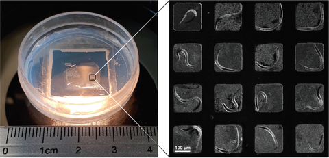 microchamber picure