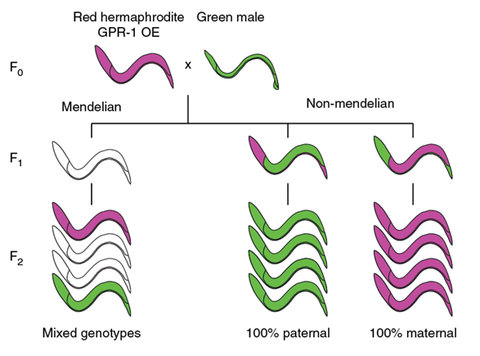 nonmendelian picture