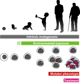 Mutagenesis Timeline