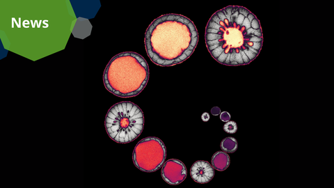 A scientific visualization featuring a series of circular, microscopic structures arranged in a spiral formation on a black background. The structures display varying colors from deep purple to bright orange, with intricate internal patterns. A green polygonal shape in the top left corner contains the word "News."