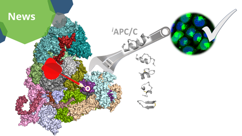 Illustration of the study results. On the left, a multicolored 3D protein complex is shown with a large red dart pointing to a small purple region, highlighting a specific target. A wrench labeled “iAPC/C” appears to interact with the protein, symbolizing inhibition. To the right of the wrench, five differently shaped structures made of helices and loops are displayed in matching colors. In the top-right corner, a circular inset shows a microscopy image featuring blue circular cells with green spots, indicating intracellular localization. A large checkmark overlays the image, suggesting successful experimental validation.