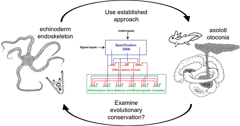Schema, bestehend aus drei nebeneinander angeordneten Bildfeldern. https://de.487888.xyz/cmcb/crtd/ueber-crtd/alternative-text
