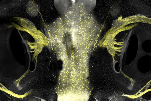 Mikroskopische Fluoreszenzaufnahme auf schwarzem Hintergrund. Spiegelbildlich angeordnete, gelb leuchtende Strukturen links und rechts. Daneben dunkle, ovale Hohlräume. In der Mitte verläuft eine vertikale, hellgelb punktierte Struktur nach oben und unten